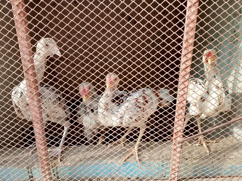 aseel hens — photo 10