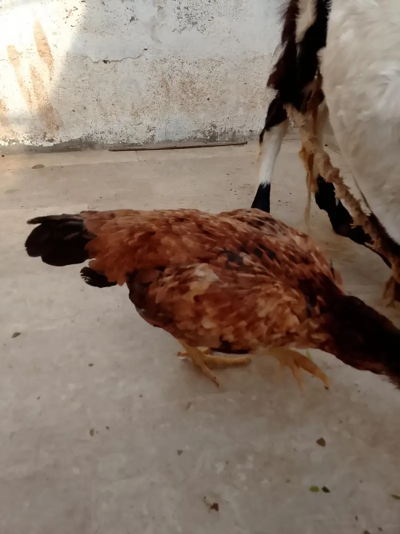 aseel hens — photo 11