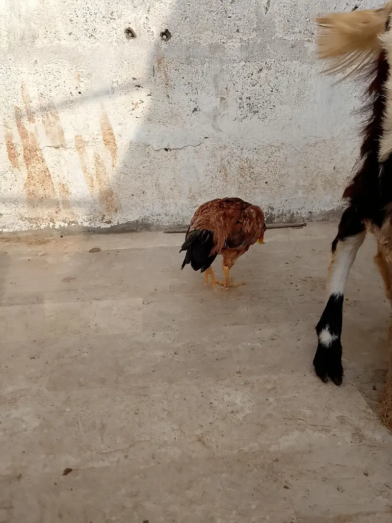 aseel hens — photo 12