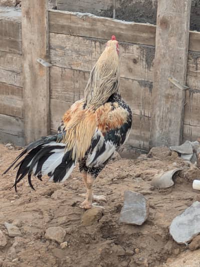 ASEAL MIANWALI
