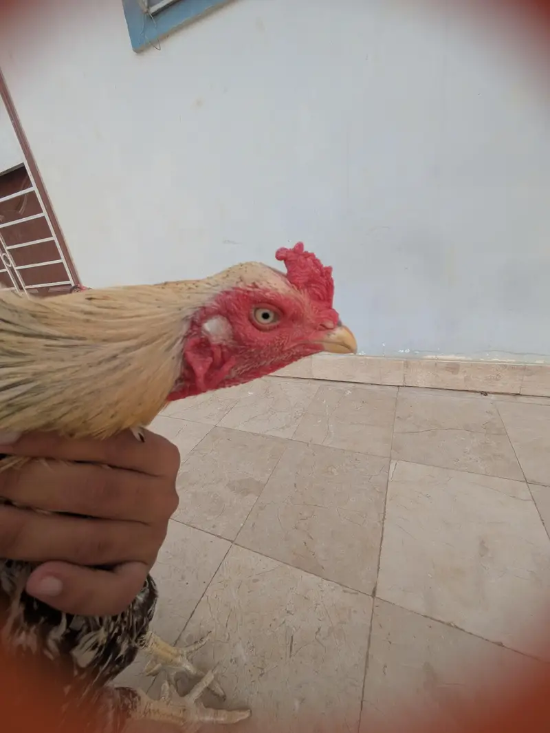 ASEAL MIANWALI — photo 2