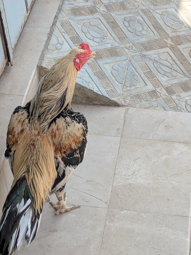 ASEAL MIANWALI — photo 3