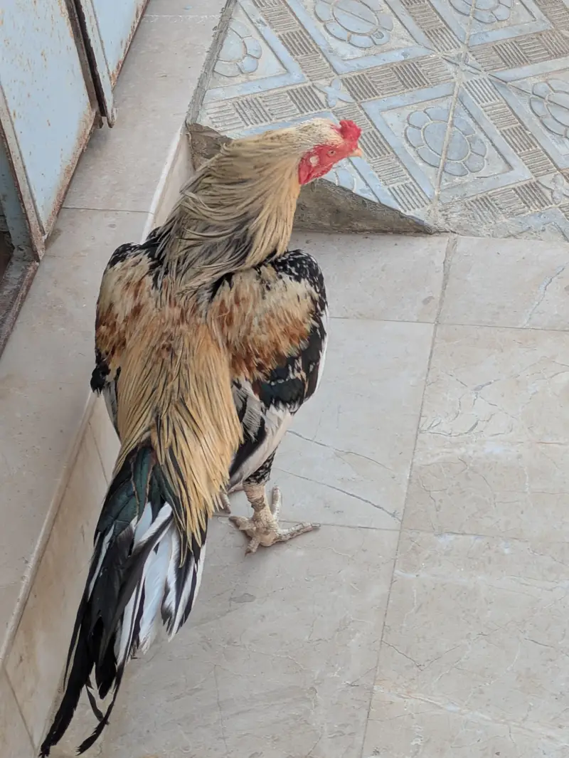 ASEAL MIANWALI — photo 4