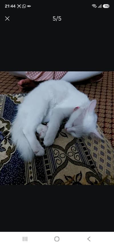 pair of kitten