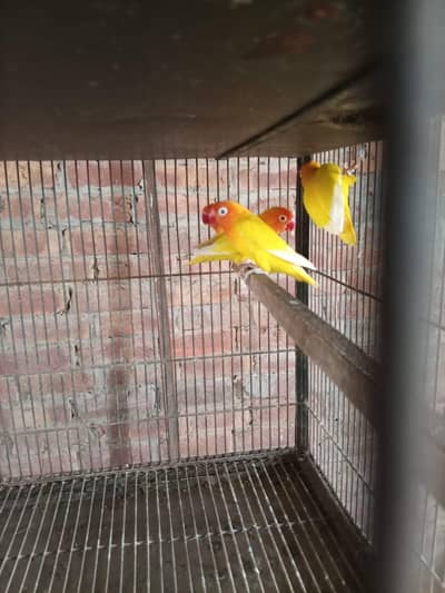 love bird colony  breeder pairs