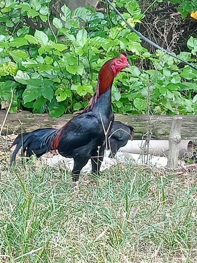 Thai Barmi Male