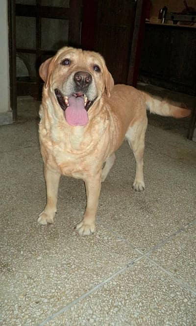 British Labrador for - Healthy and Activite.