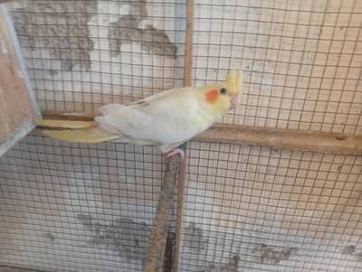 Cocktails for sale (2 white and 1 yellow)