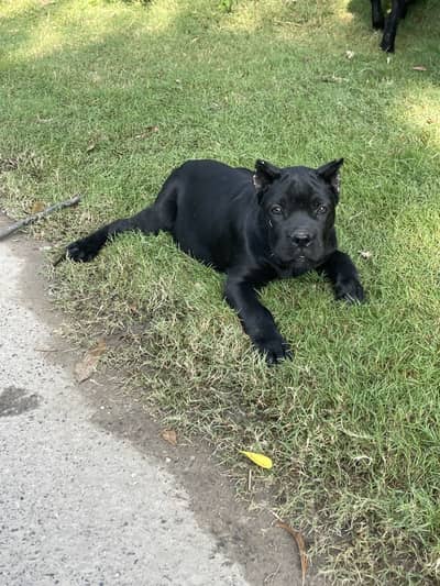 Cane Corso female for sale black colour very rare and friendly 100%