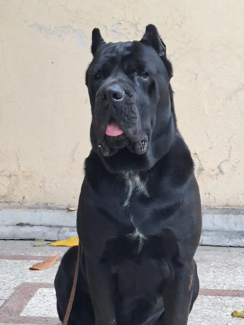 Cane Corso female for sale black colour very rare and friendly 100% — photo 2