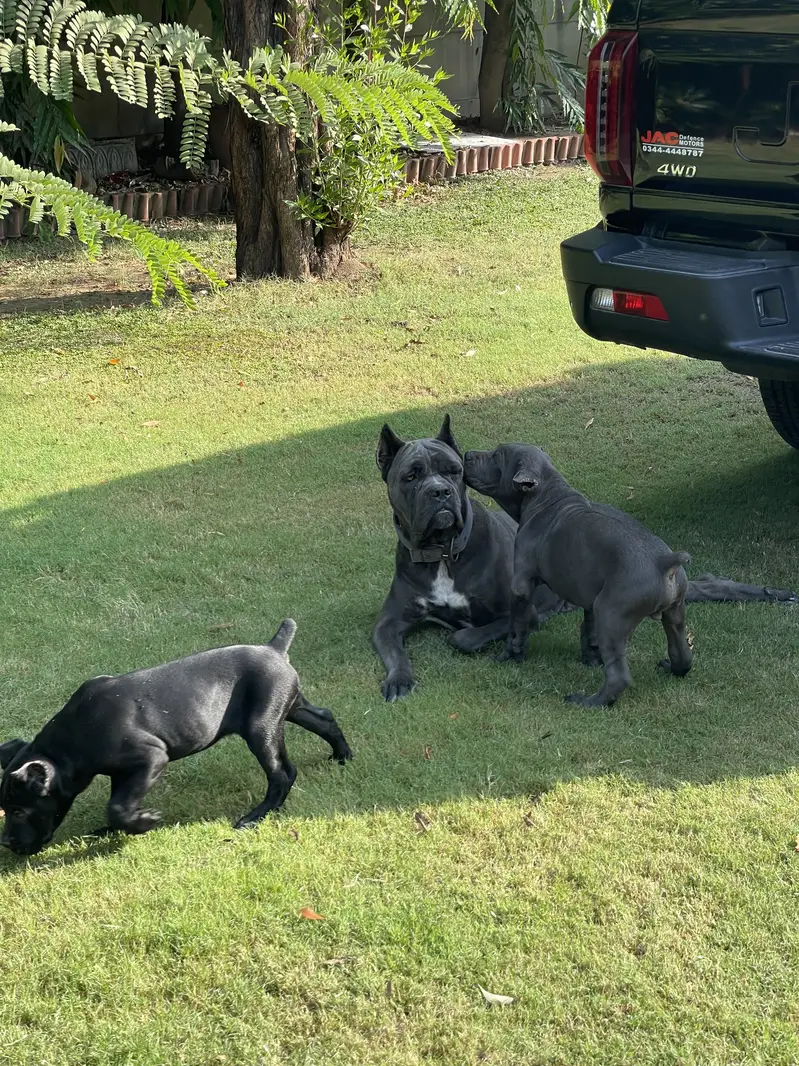 Cane Corso female for sale black colour very rare and friendly 100% — photo 4