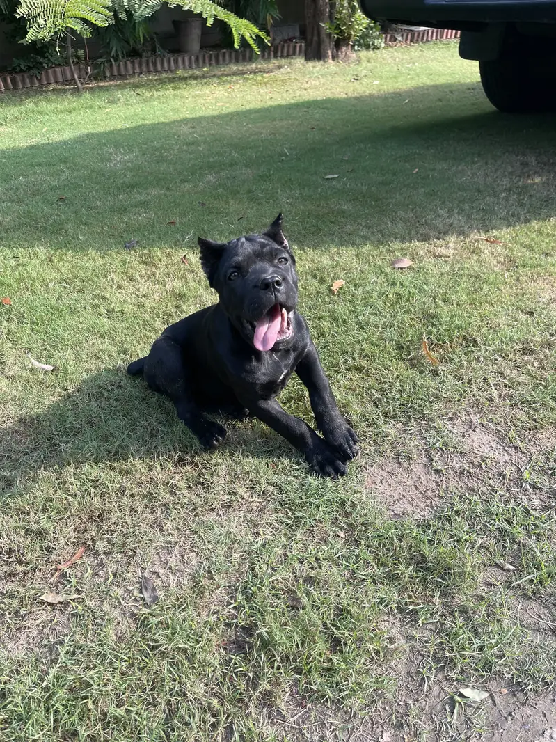 Cane Corso female for sale black colour very rare and friendly 100% — photo 5