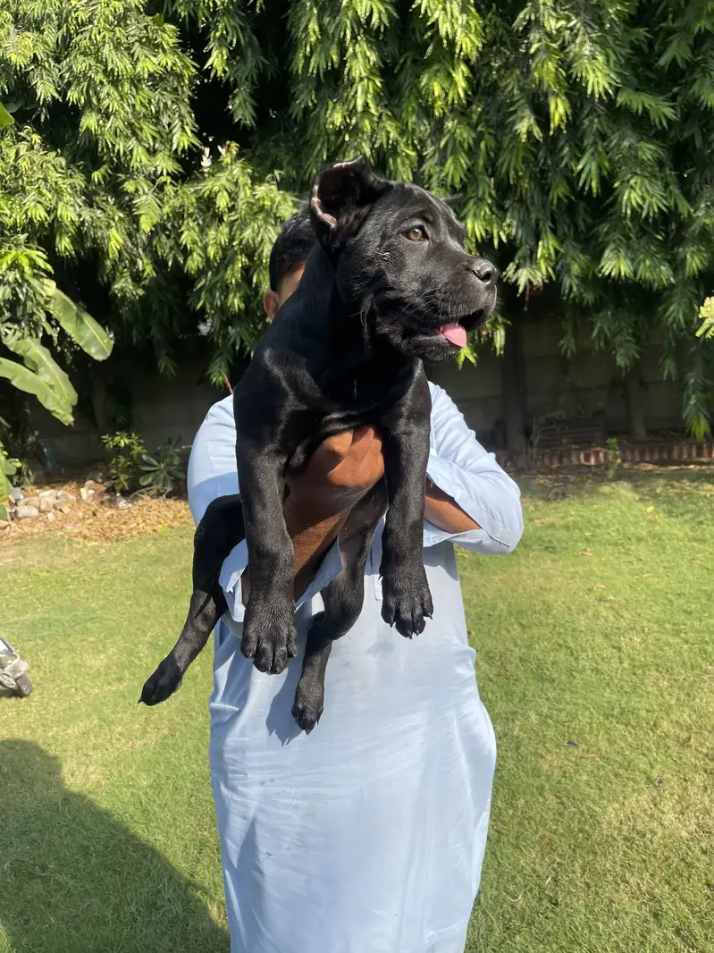 Cane Corso female for sale black colour very rare and friendly 100% — photo 8