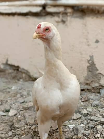 White Aseel Heera Madi