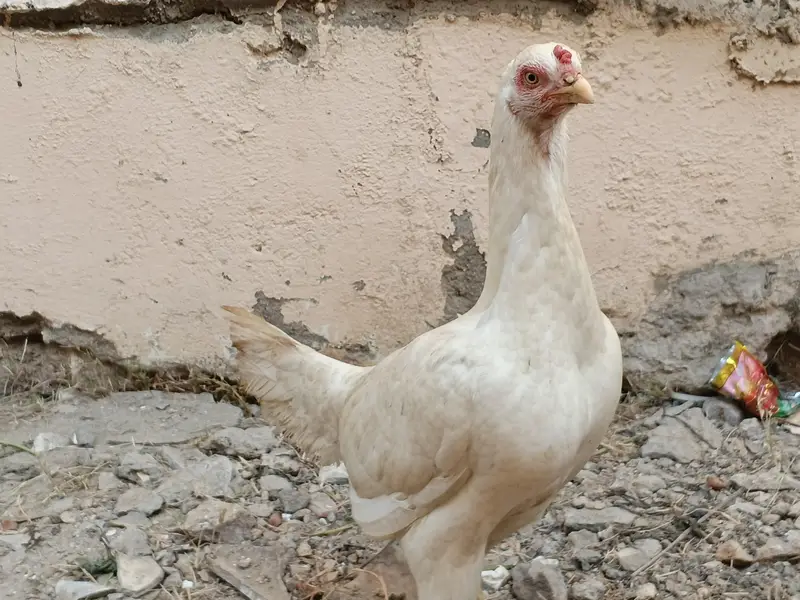 White Aseel Heera Madi — photo 2
