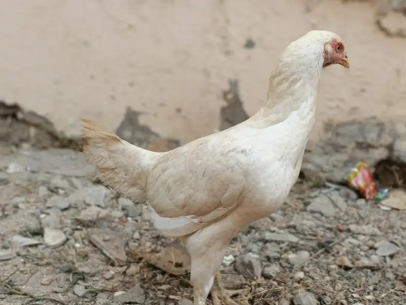 White Aseel Heera Madi — photo 3