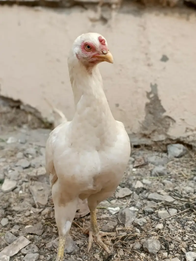 White Aseel Heera Madi — photo 4