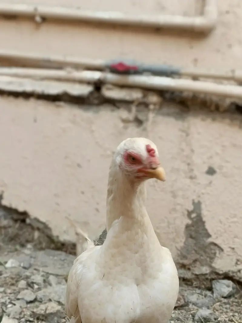 White Aseel Heera Madi — photo 5