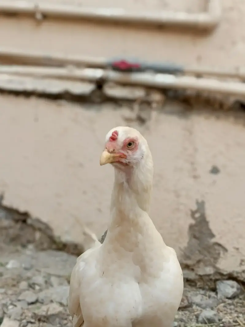 White Aseel Heera Madi — photo 6