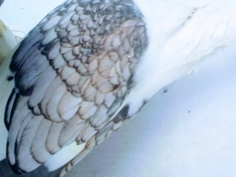 sentient bareder pair — photo 4