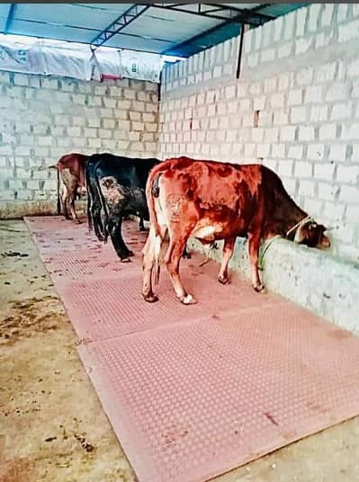 cow mats