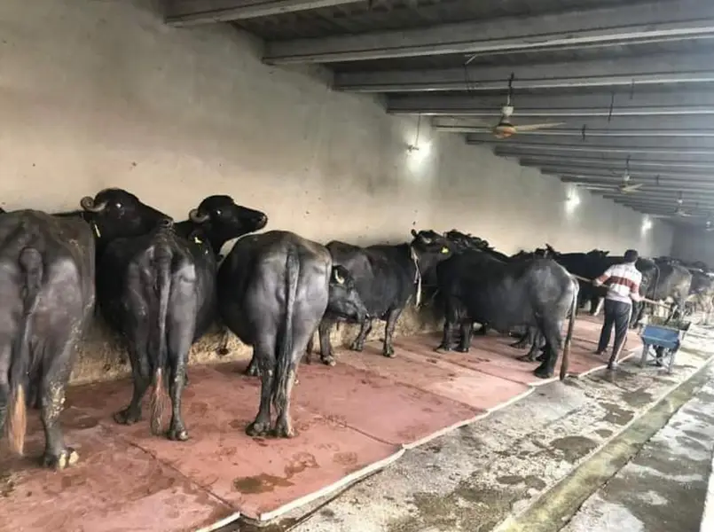 cow mats — photo 2