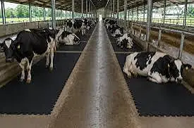 cow mats — photo 5