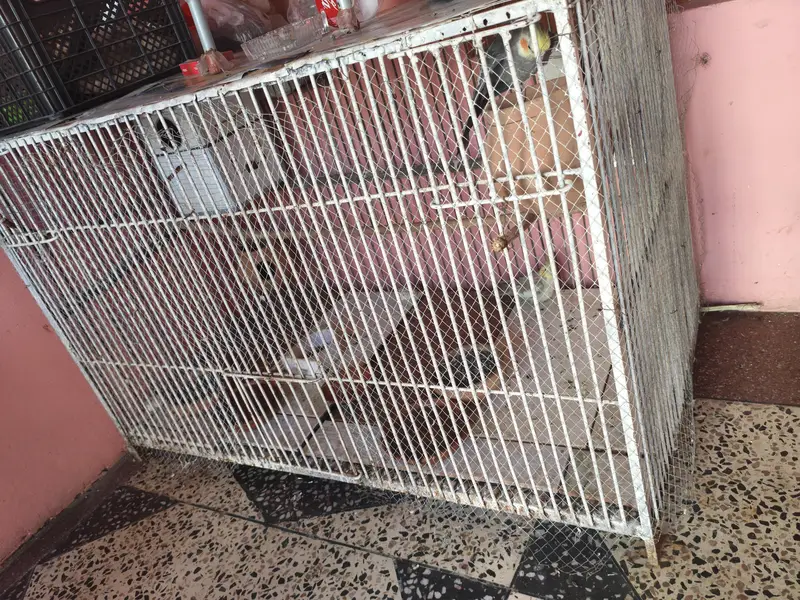 big cage 3.6 feet by 2feet — photo 2