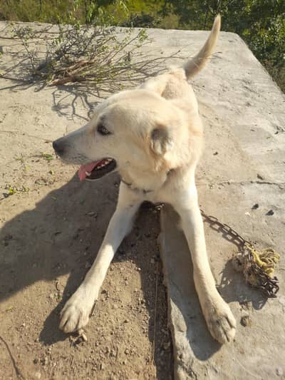 Best dog