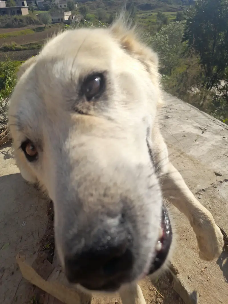 Best dog — photo 2