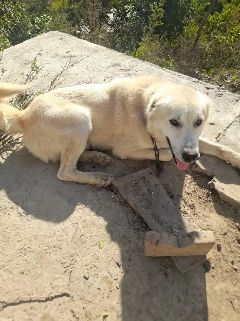 Best dog — photo 3