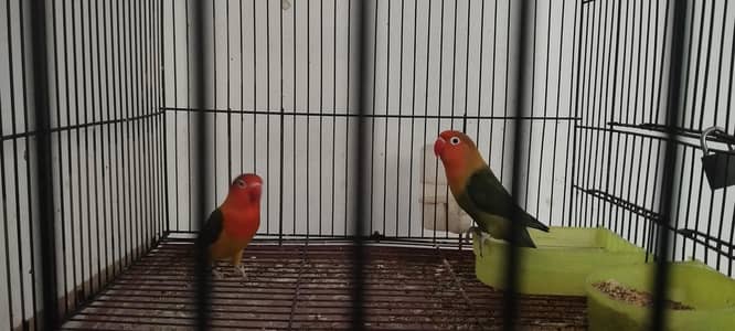 Love Bird Pair for sale