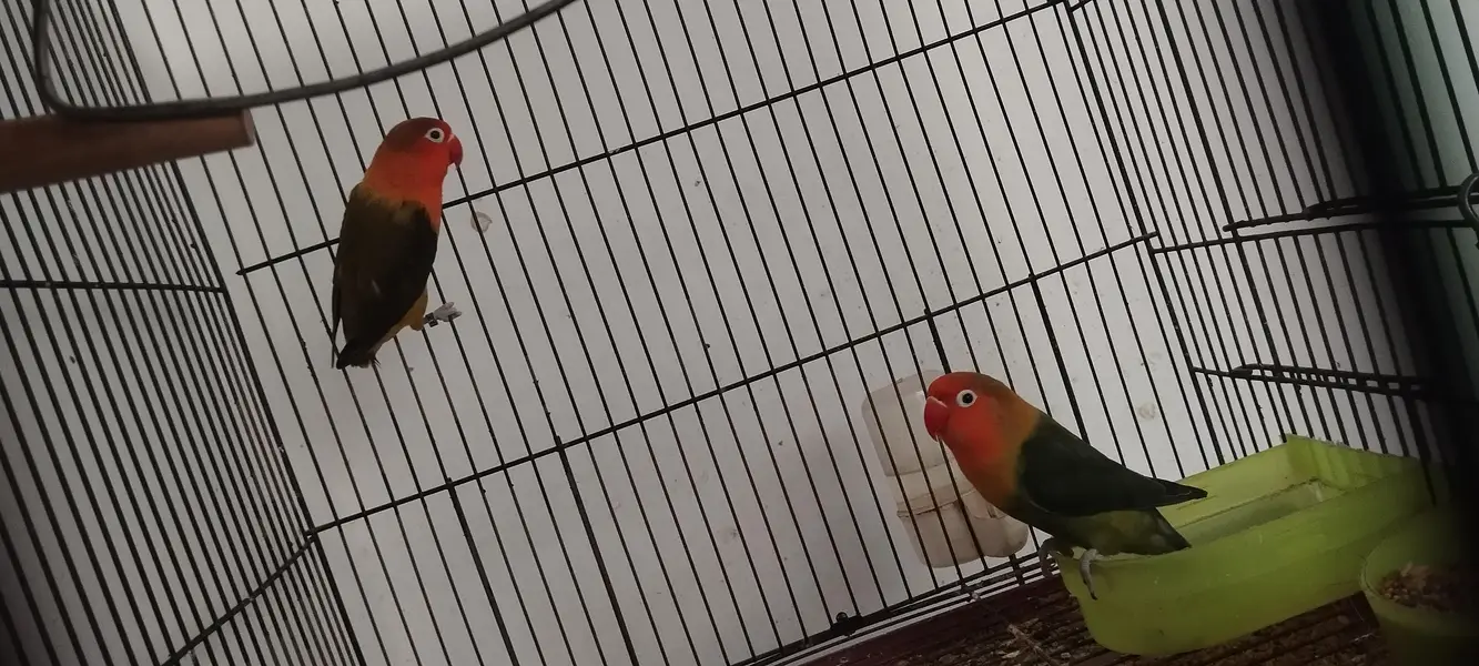 Love Bird Pair for sale — photo 2
