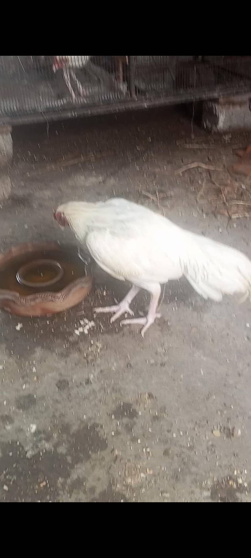 Heera Breed 2