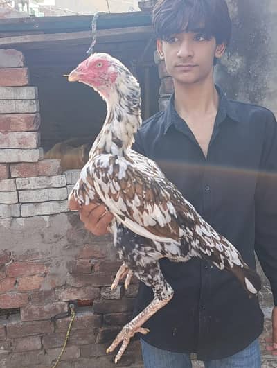 Shamo cross aseel