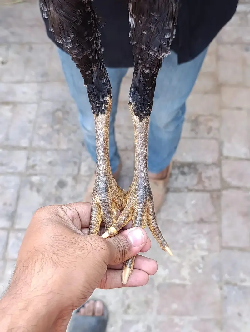 Shamo cross aseel — photo 8