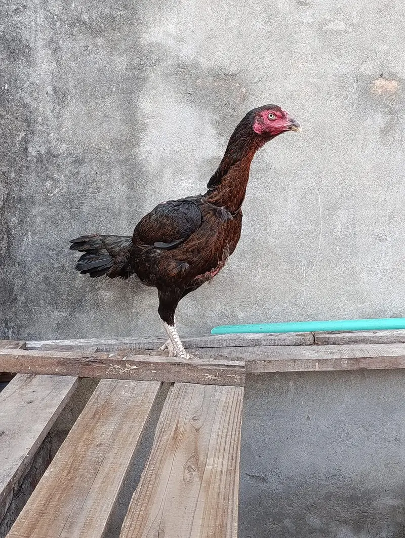Shamo cross aseel — photo 9