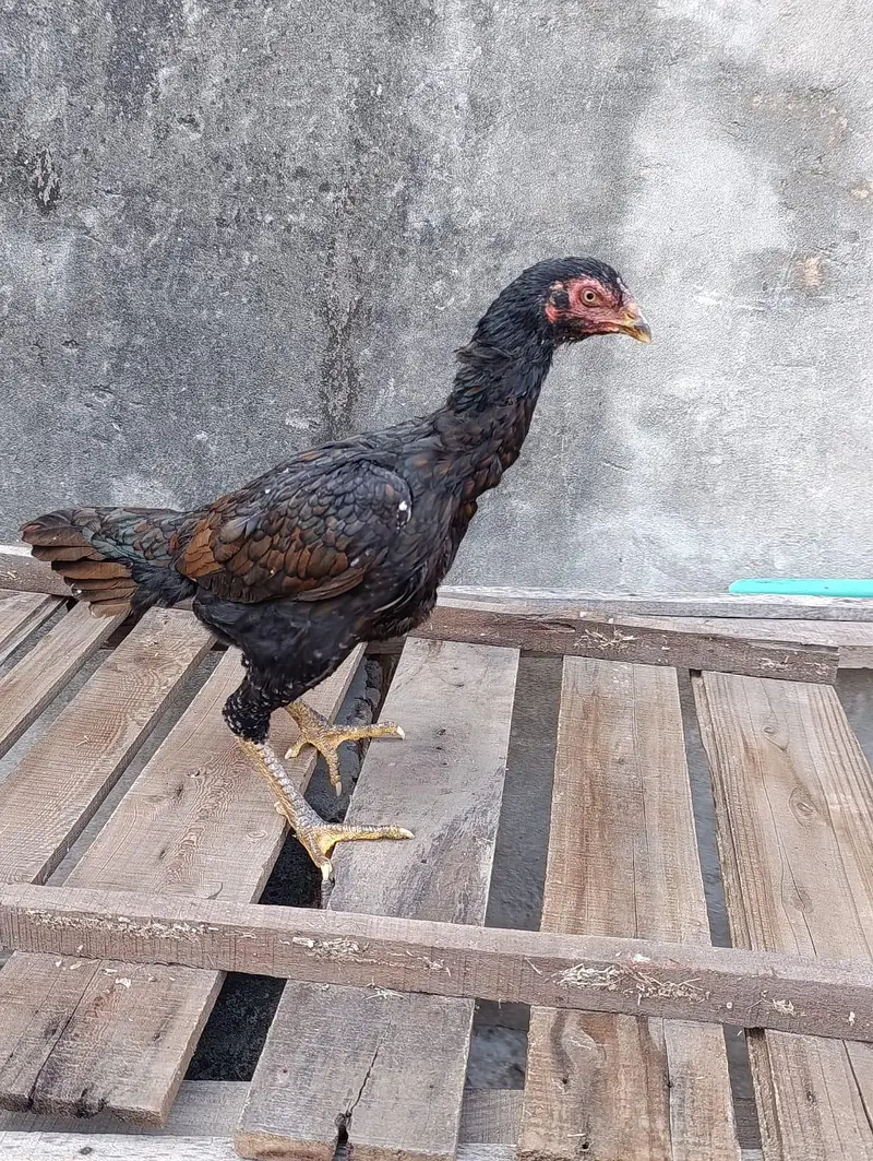 Shamo cross aseel — photo 10