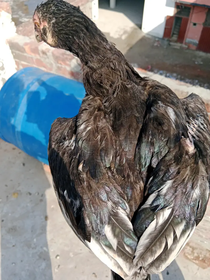 Home breed aseel — photo 3