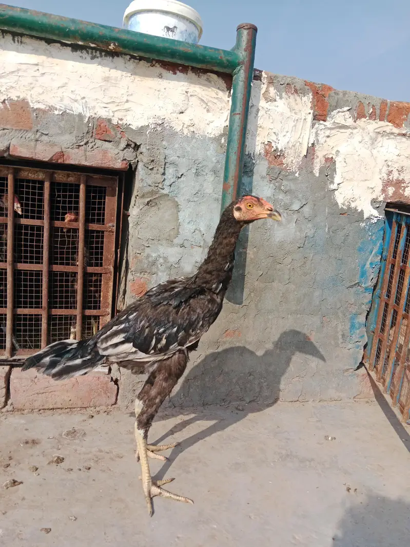 Home breed aseel — photo 4
