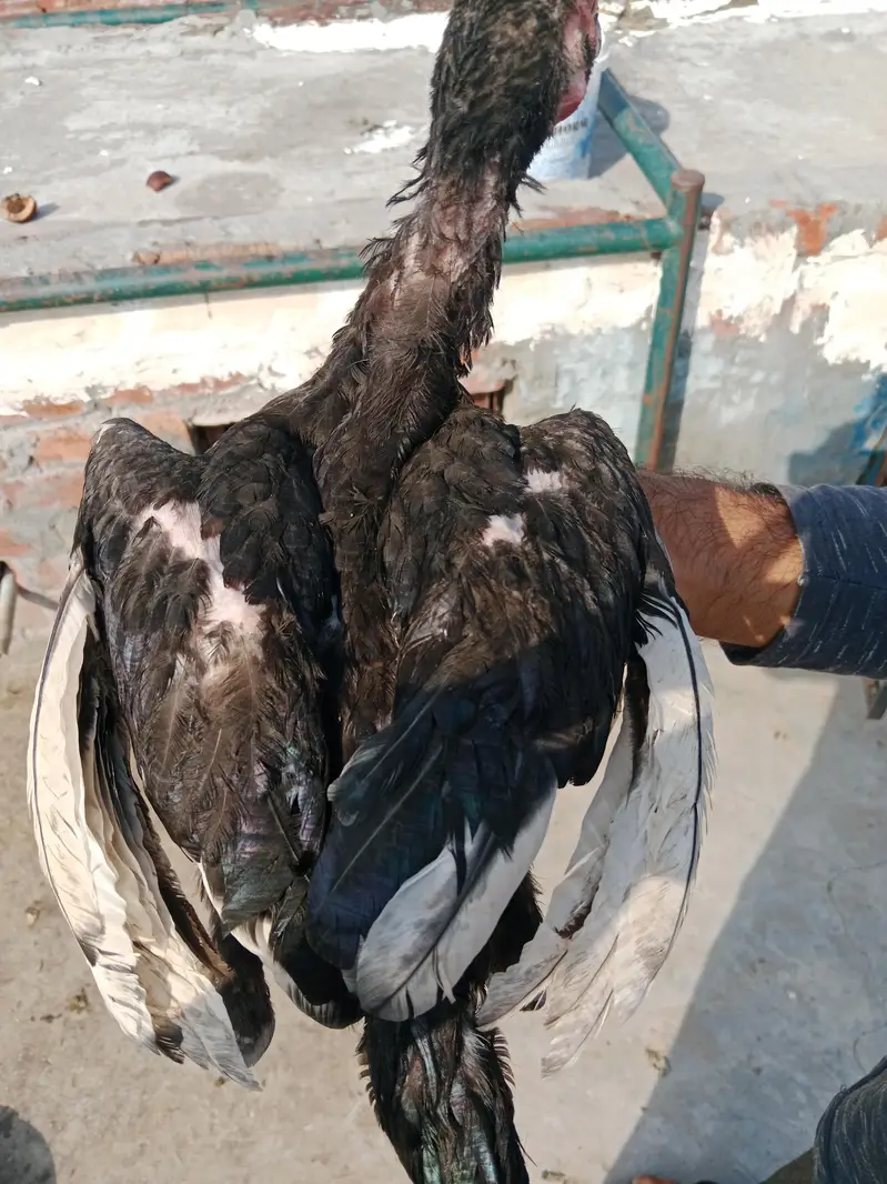 Home breed aseel — photo 7