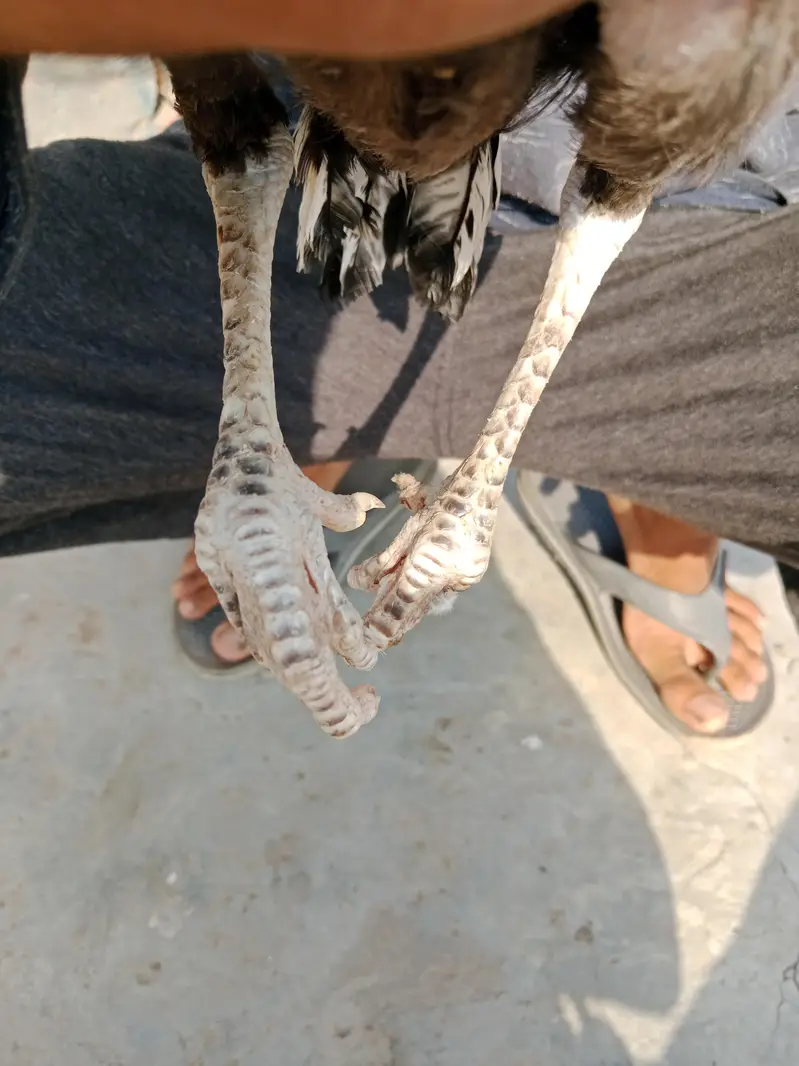 Home breed aseel — photo 10