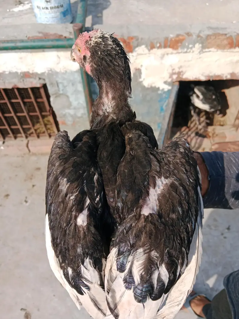 Home breed aseel — photo 11