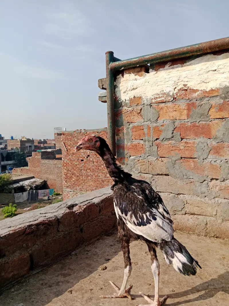 Home breed aseel — photo 12