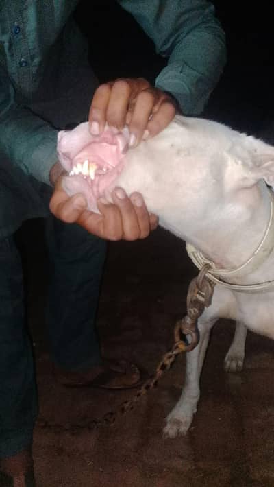 gultaer dog