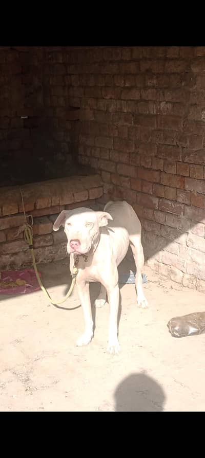 gultaer dog
