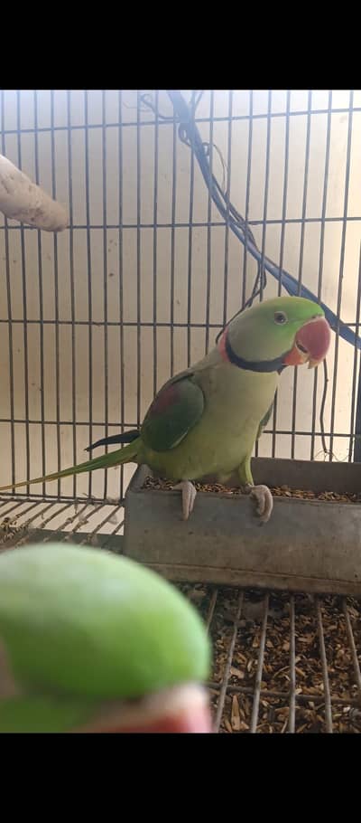 Talking+wildlife Islamabad register Male