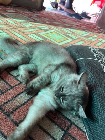 Very Healthy and Beautiful Cat