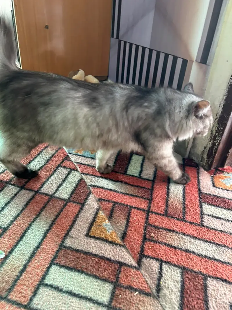 Very Healthy and Beautiful Cat — photo 2