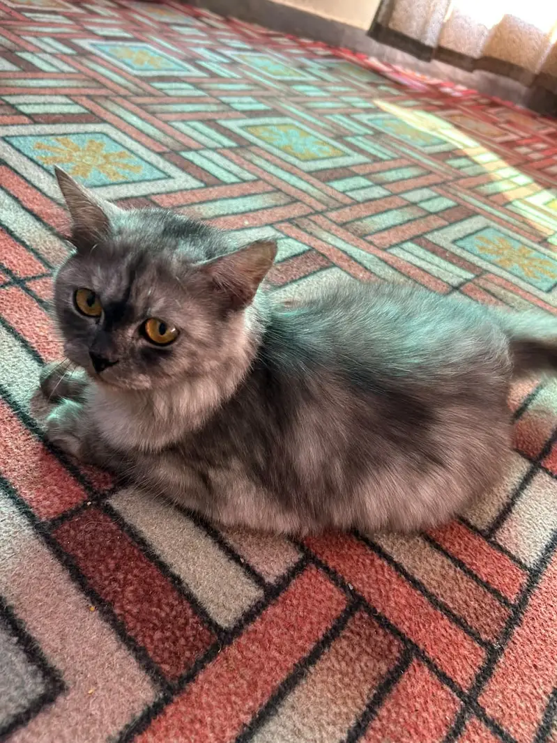Very Healthy and Beautiful Cat — photo 3